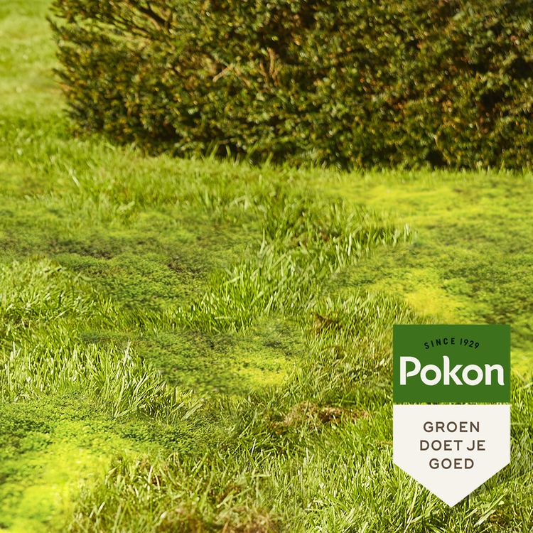 Pokon Mijn gazon mos weg 50m² 1,75kg - Image 3