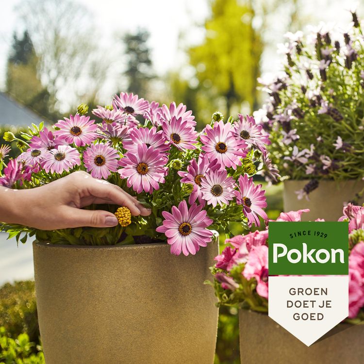 Pokon Terras & balkon voedingskegels 40st - Image 3